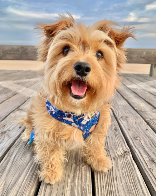 Teddy Bear The Dog